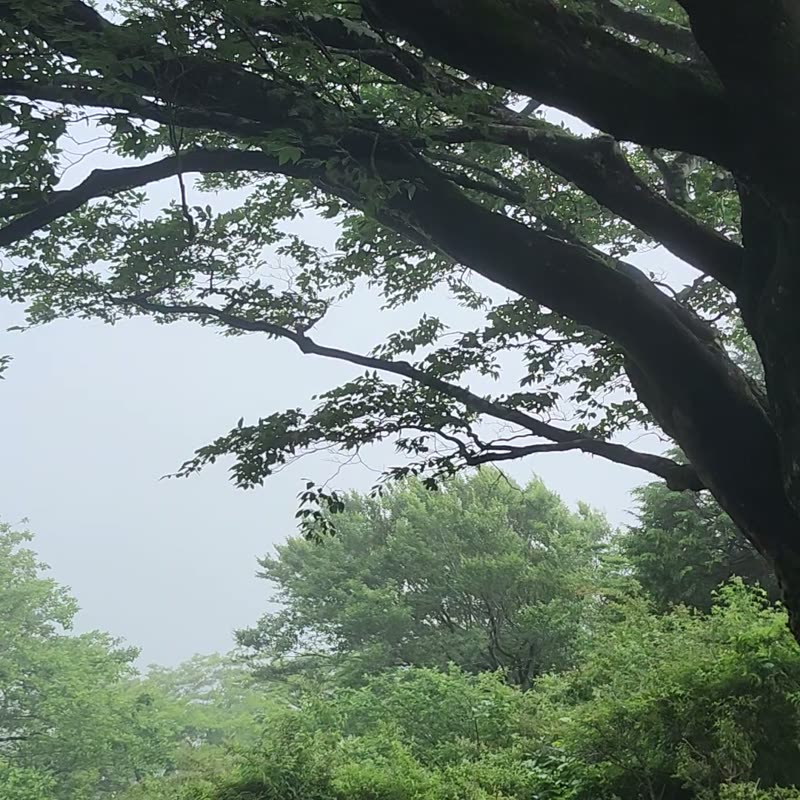 Vídeo · Monte Oyama · 11/51