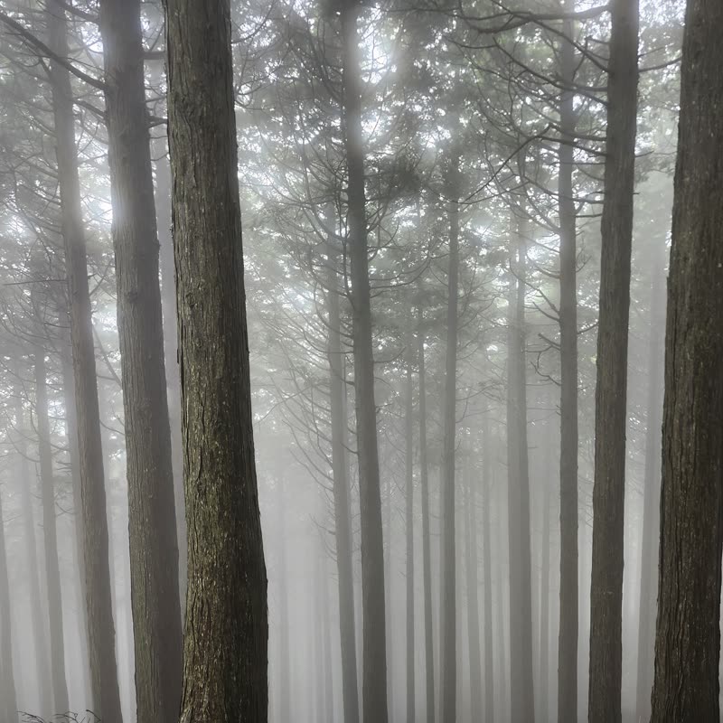 Foto · Monte Oyama · 7/51