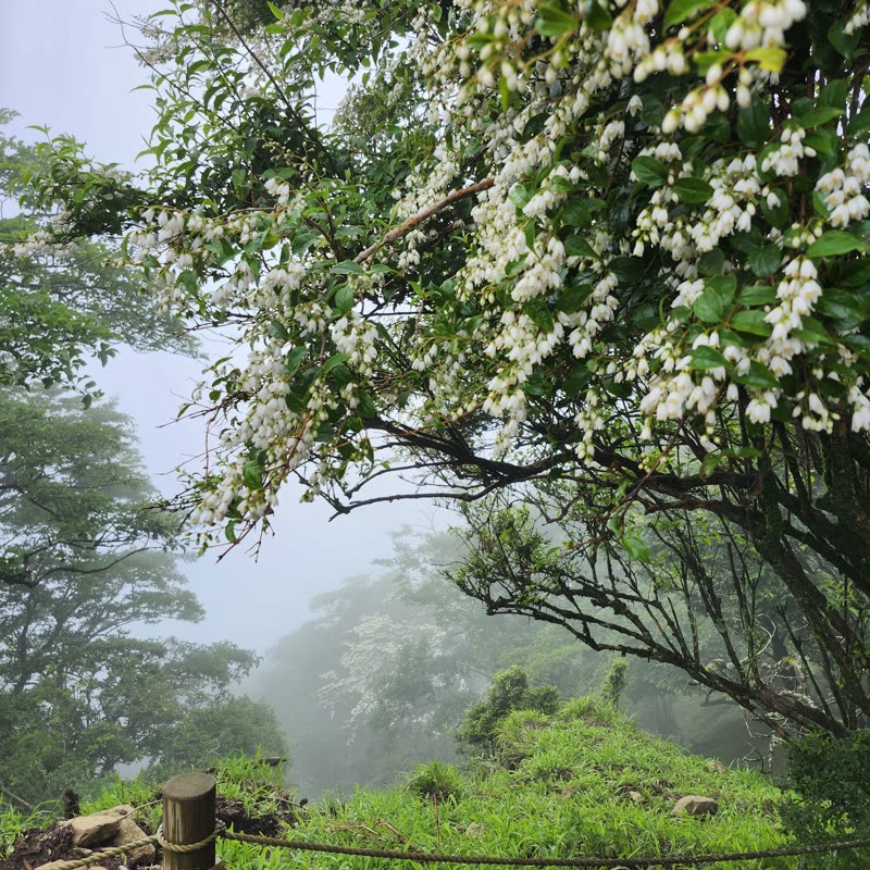 Foto · Monte Oyama · 36/51