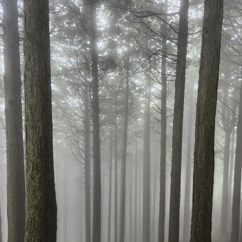 Foto · Monte Oyama · 8/51