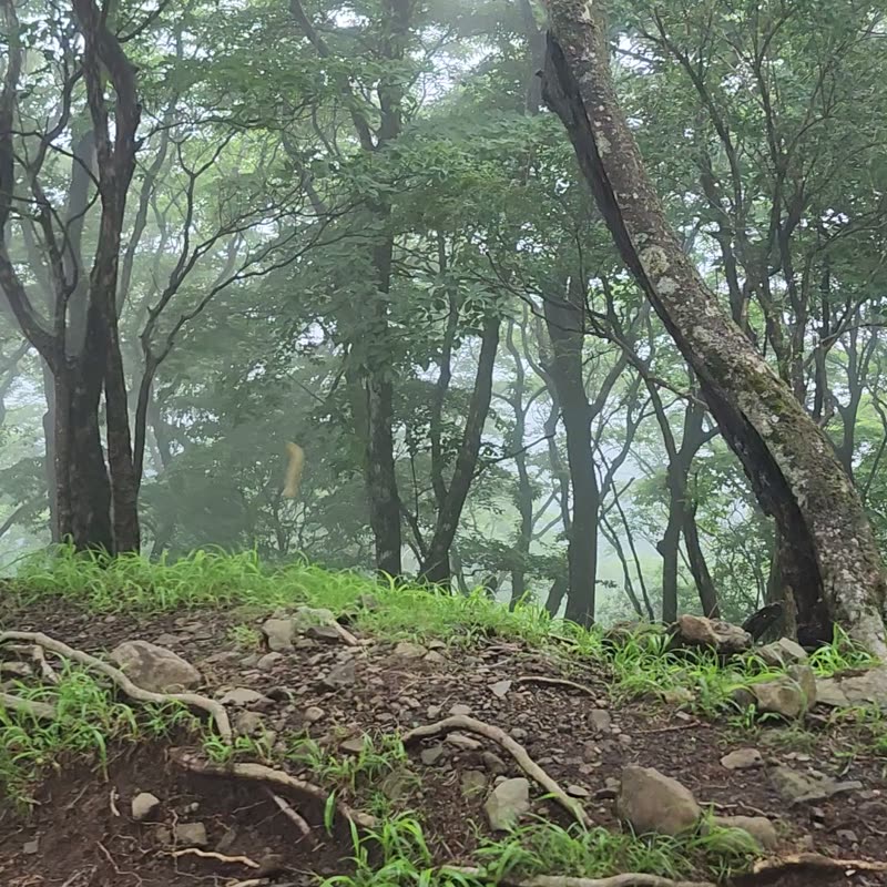 Vídeo · Monte Oyama · 38/51